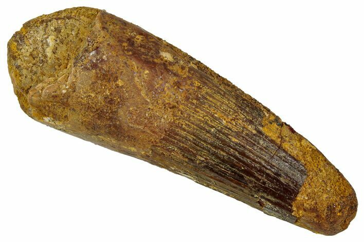 Fossil Spinosaurus Tooth - Real Dinosaur Tooth #353003